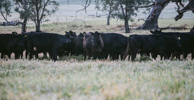 image_anguscows