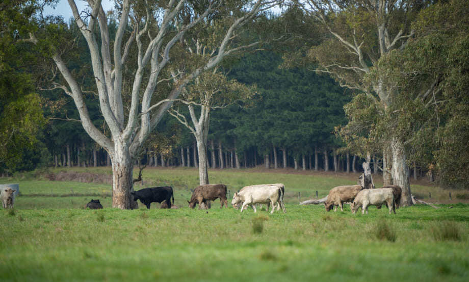 image_herd